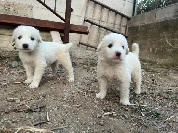 Chase dolce cucciolo 1 mese taglia medio grande  | Foto 6