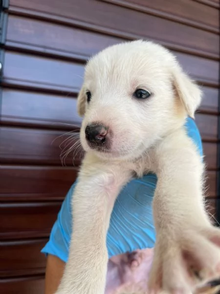 Chase dolce cucciolo 1 mese taglia medio grande  | Foto 5