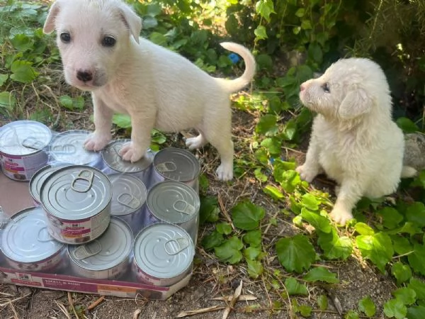 Chase dolce cucciolo 1 mese taglia medio grande  | Foto 4