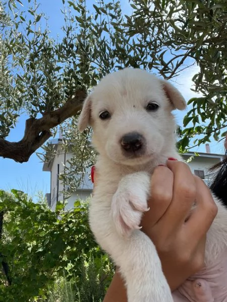 Chase dolce cucciolo 1 mese taglia medio grande  | Foto 3