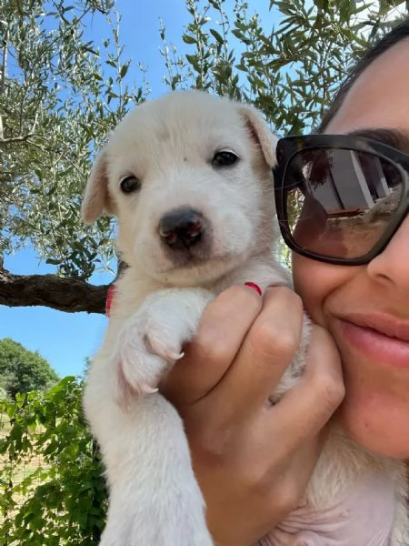 Chase dolce cucciolo 1 mese taglia medio grande  | Foto 2