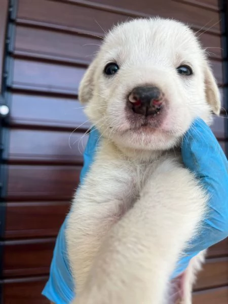 Chase dolce cucciolo 1 mese taglia medio grande  | Foto 1