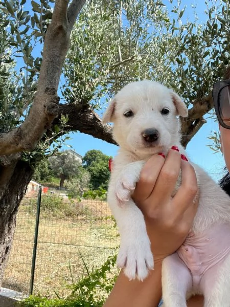 Chase dolce cucciolo 1 mese taglia medio grande  | Foto 0