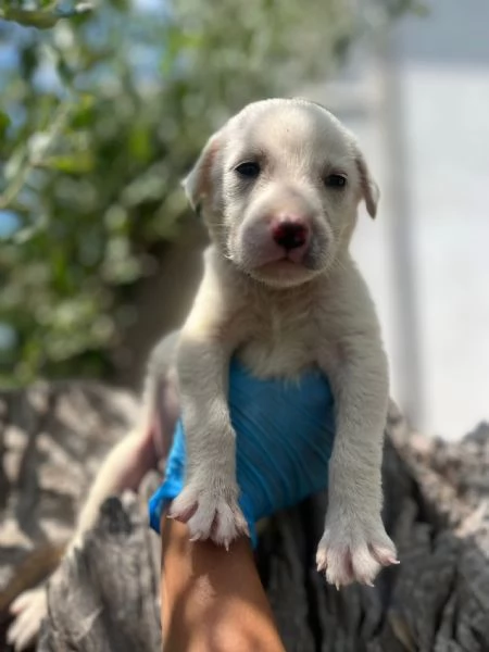 Rocky cucciolo 1 mese tg medio grande  | Foto 4