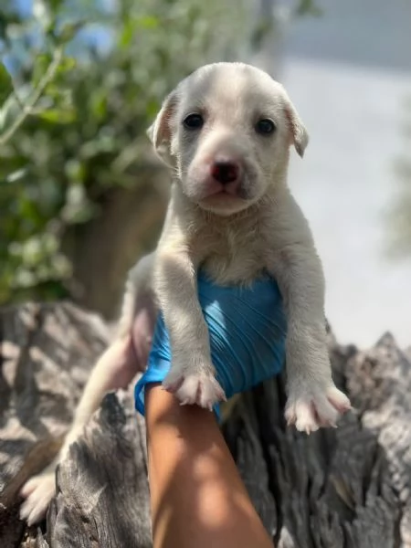 Rocky cucciolo 1 mese tg medio grande  | Foto 1