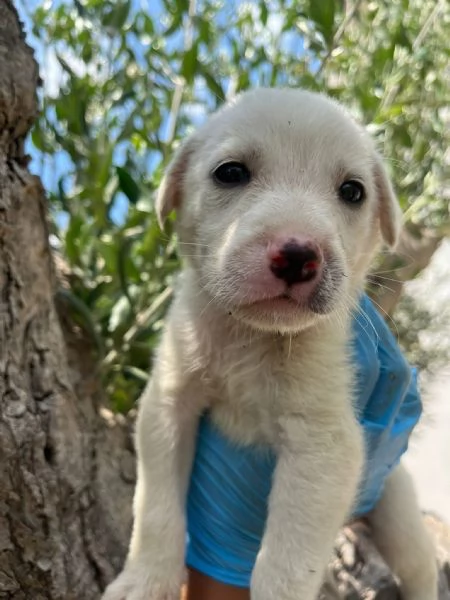 Rocky cucciolo 1 mese tg medio grande 