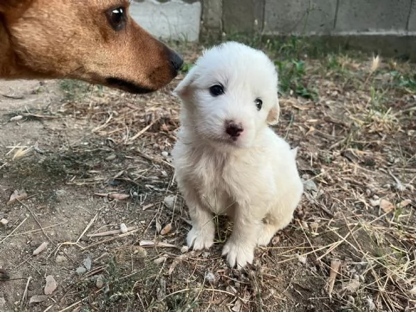 Lello splendido cucciolo 1 mese tg medio grande  | Foto 6