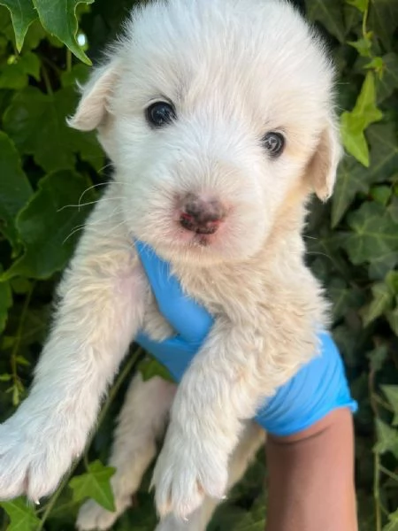 Lello splendido cucciolo 1 mese tg medio grande 