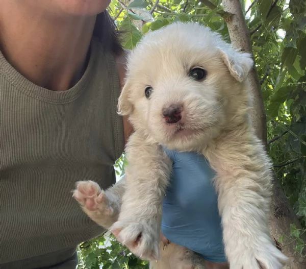 Lello splendido cucciolo 1 mese tg medio grande  | Foto 5