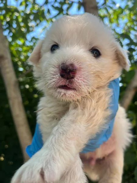 Lello splendido cucciolo 1 mese tg medio grande  | Foto 4