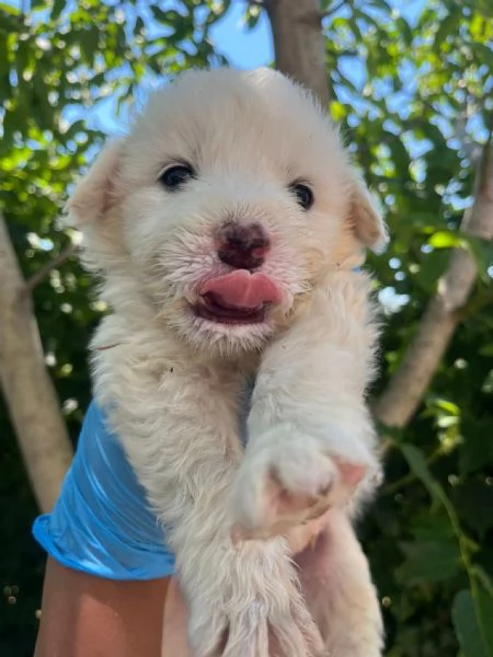 Lello splendido cucciolo 1 mese tg medio grande  | Foto 3