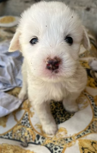 Lello splendido cucciolo 1 mese tg medio grande  | Foto 2