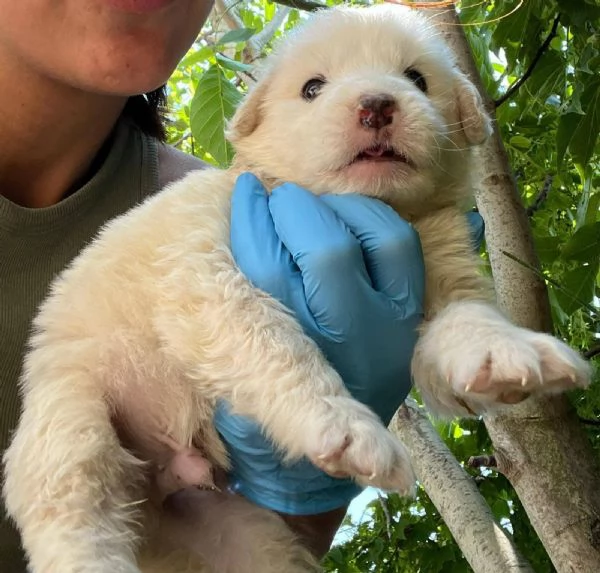 Lello splendido cucciolo 1 mese tg medio grande  | Foto 0