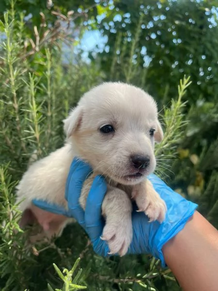 Rubble cucciolo 1 mese taglia medio grande  | Foto 4