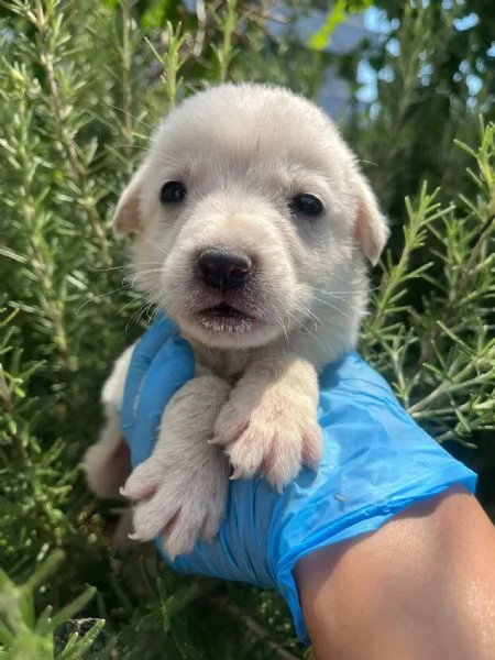 Rubble cucciolo 1 mese taglia medio grande  | Foto 3