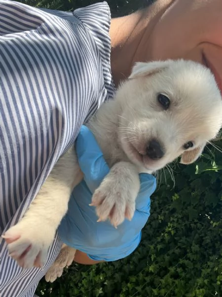 Rubble cucciolo 1 mese taglia medio grande  | Foto 2