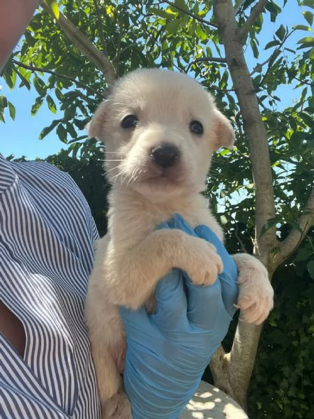 Rubble cucciolo 1 mese taglia medio grande  | Foto 1