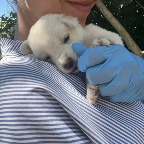 Rubble cucciolo 1 mese taglia medio grande 