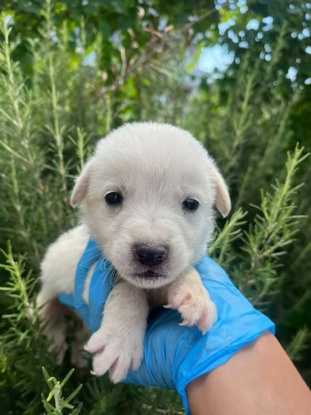 Rubble cucciolo 1 mese taglia medio grande  | Foto 0