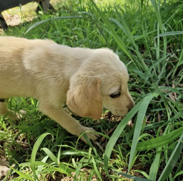 Adozione Timon dolce cucciolo 3 mesi taglia media  | Foto 4