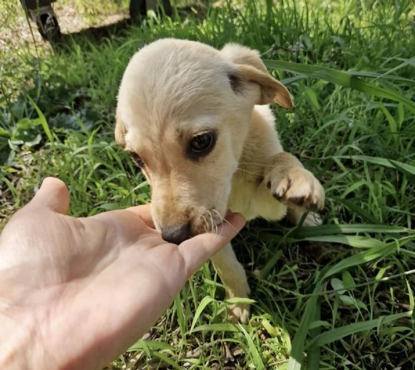 Adozione Timon dolce cucciolo 3 mesi taglia media  | Foto 3