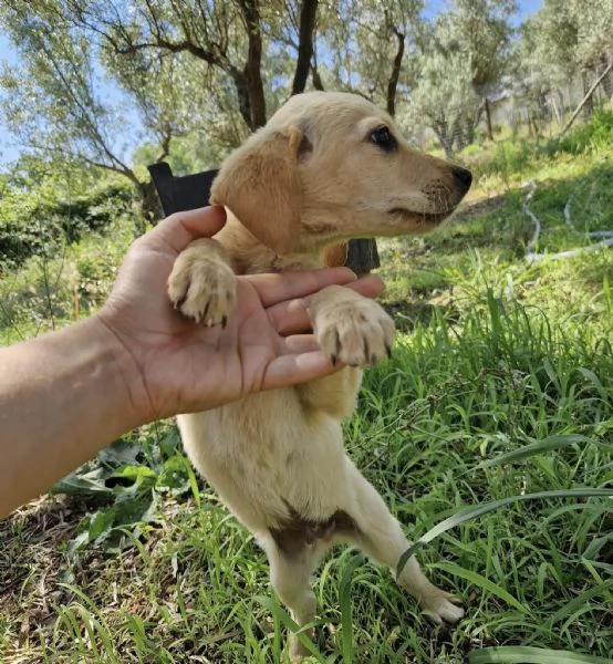 Adozione Timon dolce cucciolo 3 mesi taglia media  | Foto 2