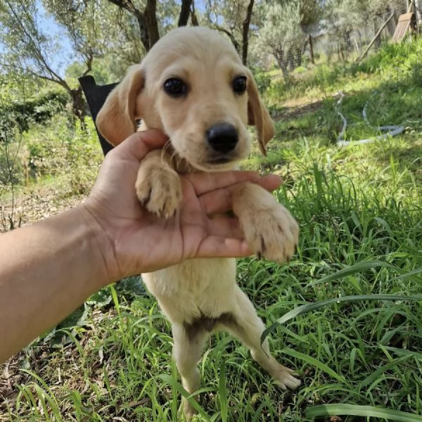 Adozione Timon dolce cucciolo 3 mesi taglia media 