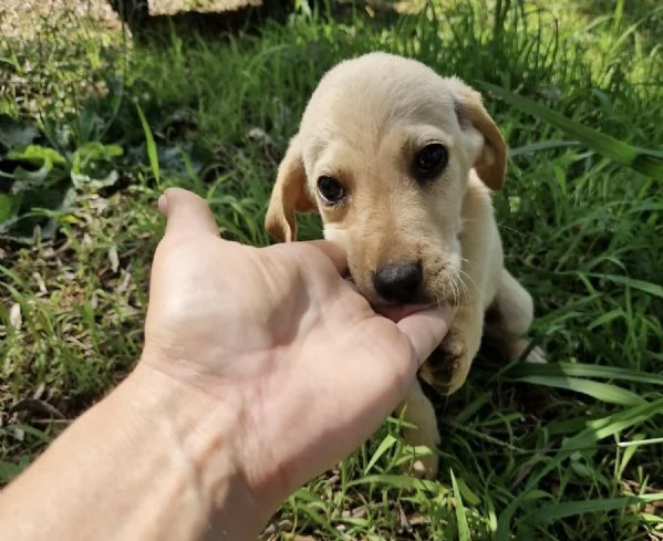 Adozione Timon dolce cucciolo 3 mesi taglia media  | Foto 0