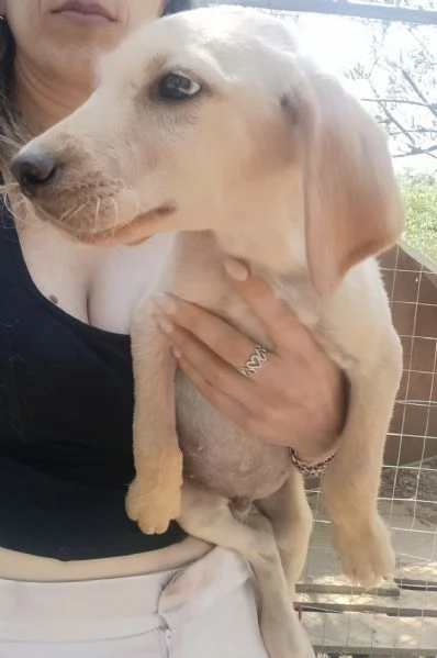 Adozione Oscar dolce cucciolo 3 mesi taglia media | Foto 3