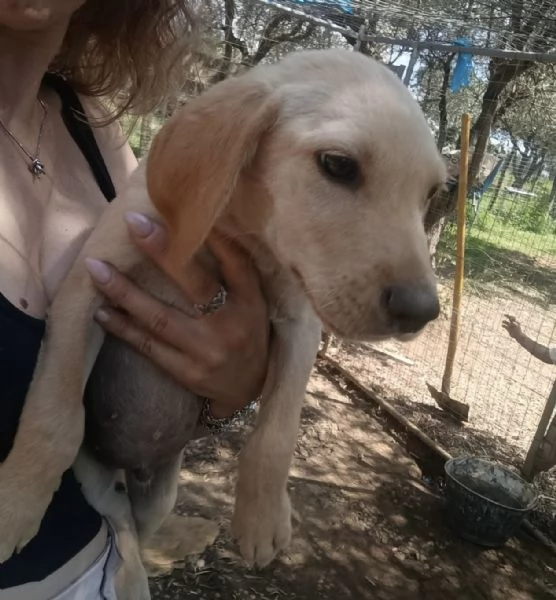 Adozione Oscar dolce cucciolo 3 mesi taglia media | Foto 2