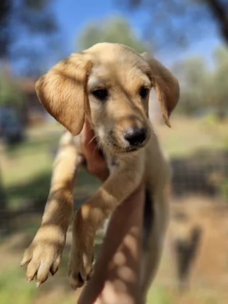 Adozione Oscar dolce cucciolo 3 mesi taglia media | Foto 1