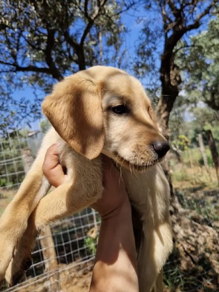 Adozione Oscar dolce cucciolo 3 mesi taglia media | Foto 0
