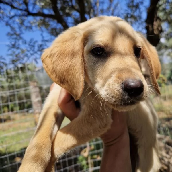Adozione Oscar dolce cucciolo 3 mesi taglia media