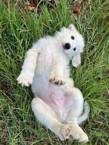 Lello dolce cucciolo 2 mesi chiuso in box  | Foto 4