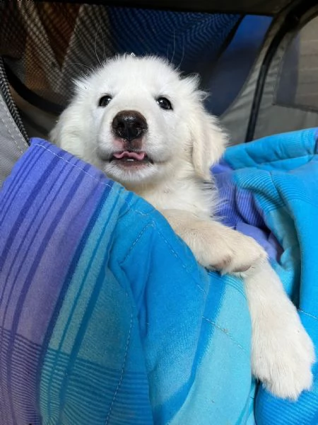 Lello dolce cucciolo 2 mesi chiuso in box  | Foto 3