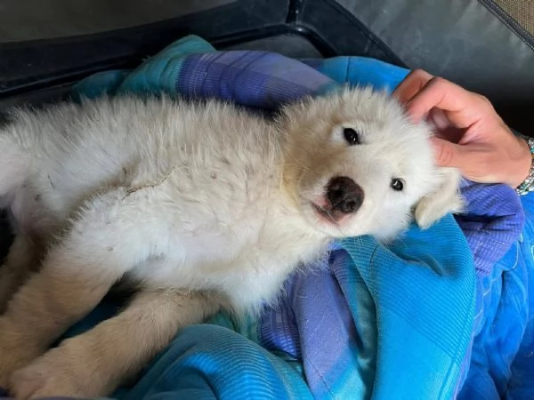 Lello dolce cucciolo 2 mesi chiuso in box  | Foto 2