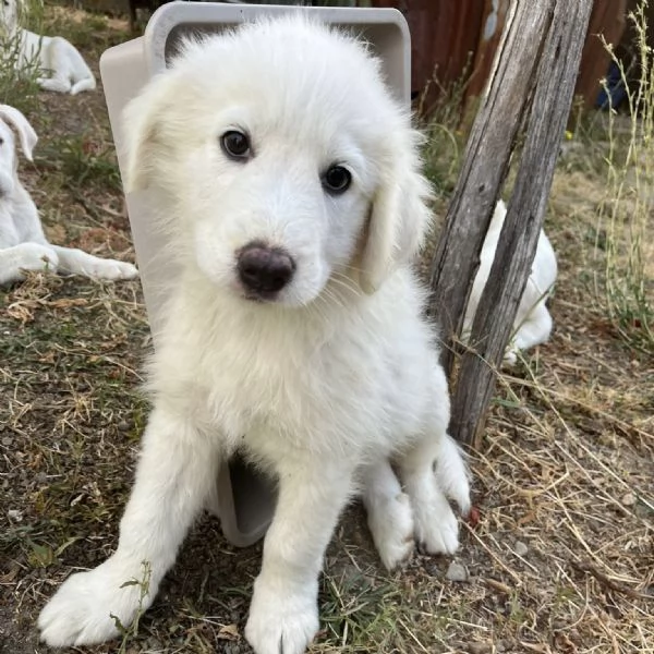 Lello dolce cucciolo 2 mesi chiuso in box 