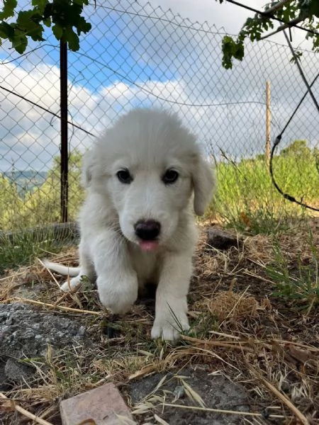 Lello dolce cucciolo 2 mesi chiuso in box  | Foto 1