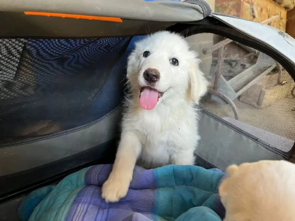 Lello dolce cucciolo 2 mesi chiuso in box  | Foto 0