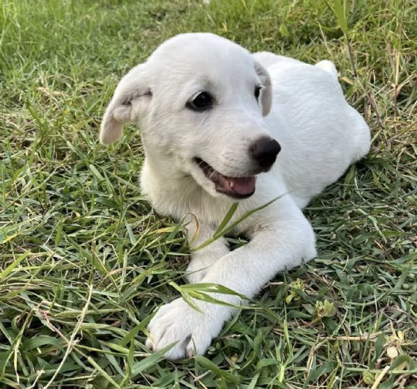 Apriamo il box di Rubble cucciolo di 2 mesi | Foto 5