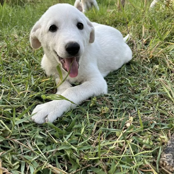 Apriamo il box di Rubble cucciolo di 2 mesi | Foto 2