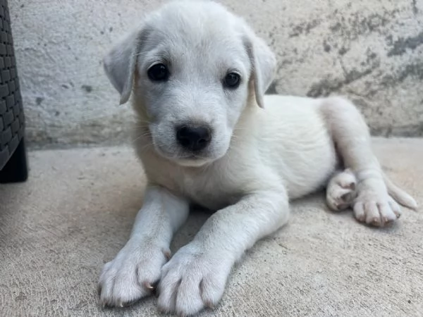 Apriamo il box di Rubble cucciolo di 2 mesi