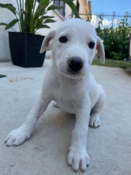 Chase splendido cucciolo urgentemente in cerca di famiglia 