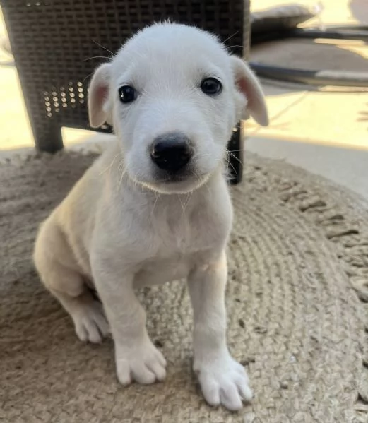 Chase splendido cucciolo urgentemente in cerca di famiglia  | Foto 5