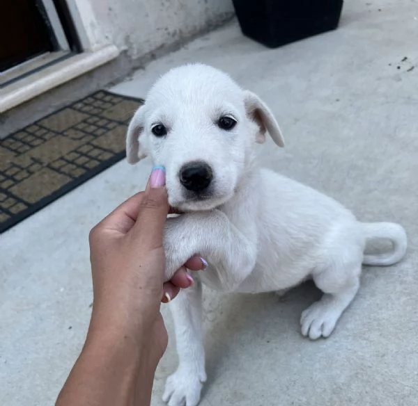 Chase splendido cucciolo urgentemente in cerca di famiglia  | Foto 4