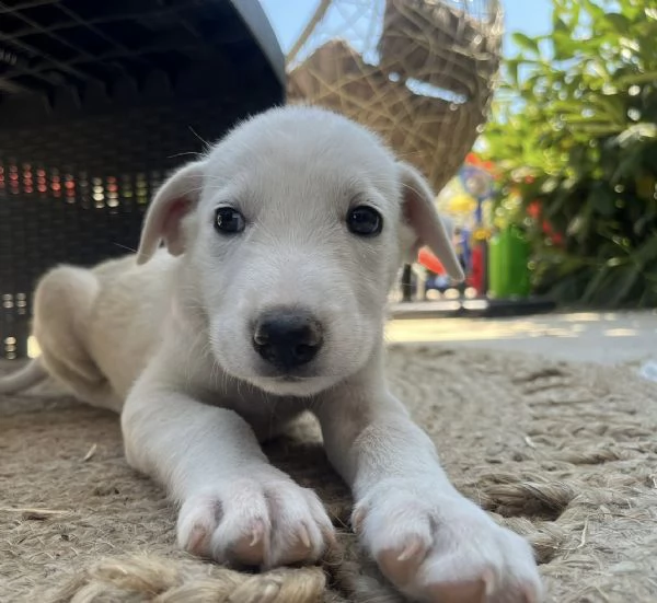 Chase splendido cucciolo urgentemente in cerca di famiglia  | Foto 3