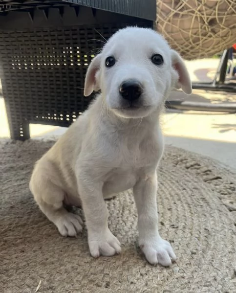Chase splendido cucciolo urgentemente in cerca di famiglia  | Foto 2