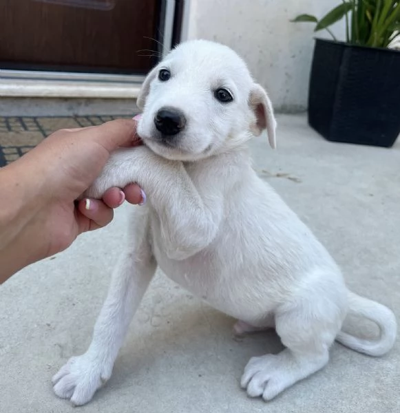 Chase splendido cucciolo urgentemente in cerca di famiglia  | Foto 1