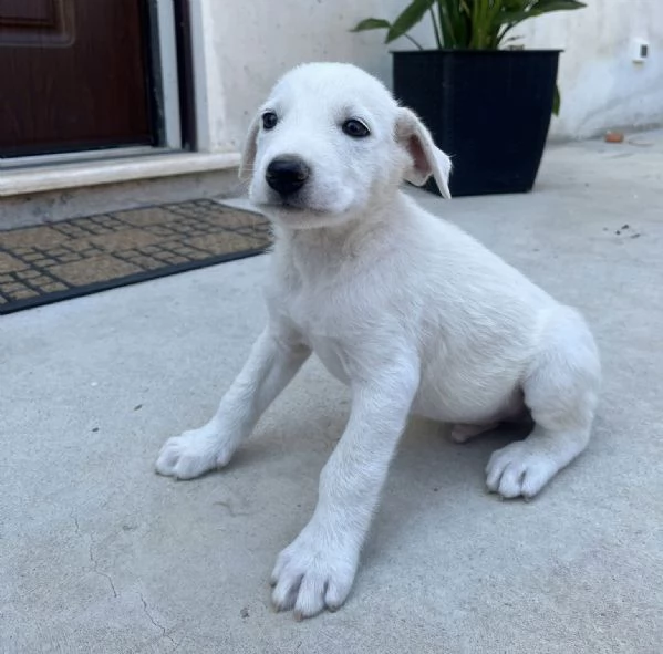 Chase splendido cucciolo urgentemente in cerca di famiglia  | Foto 0