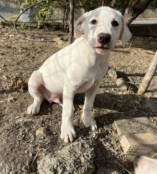 Rocky dolce cucciolo 3 mesi tg medio grande  | Foto 3